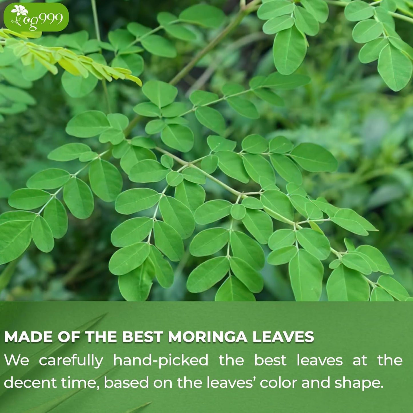 TOG999, Premium 30 Moringa Leaf Tea Bags, 100% Natural & Pure from Moringa Leaves. Loose Leaf Moringa Herbal Tea. Moringa Leaf Tea. No Sugar, No Caffeine, No Gluten, Vegan.