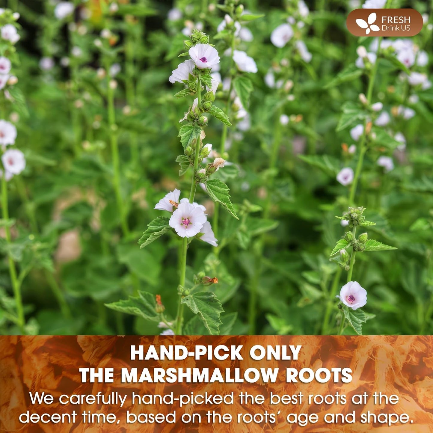 FreshDrinkUS, Premium 55 Marshmallow Root Tea Bags, 100% Natural & Pure from Marshmallow Root, Eco-Conscious Tea Bags, Marshmallow Root Herbal Tea. No Sugar, No Caffeine, No Gluten, Vegan.