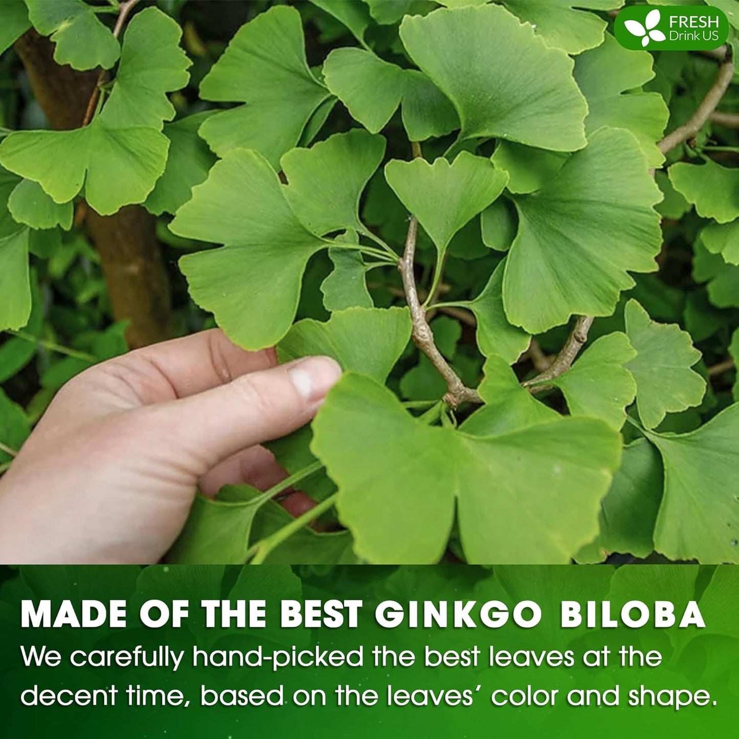 FreshDrinkUS, Premium 55 Ginkgo Biloba Leaf Tea Bags, 100% Natural & Pure from Ginkgo Biloba Leaves. Loose Leaf Herbal Tea. Made with Eco-Conscious Tea Bags. No Sugar, No Caffeine, No Gluten, Vegan.