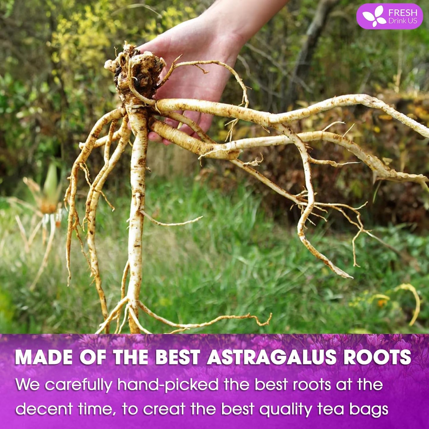 FreshDrinkUS Premium 55 Astragalus Root Tea Bags, 100% Natural & Pure. Astragalus Root Herbal Tea. Made With Natural Material Tea Bags. No Sugar, No Caffeine, No Gluten, Vegan