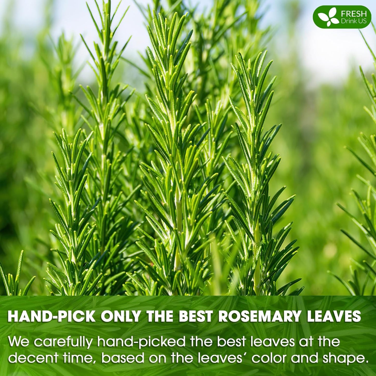 FreshDrinkUS, Premium 135 Rosemary Leaf Tea Bags, 100% Natural and Pure Rosemary Dried Leaves, Pure Rosemary Herbal Tea, No Additives, No Caffeine, No Gluten, Vegan. (135 Tea Bags)