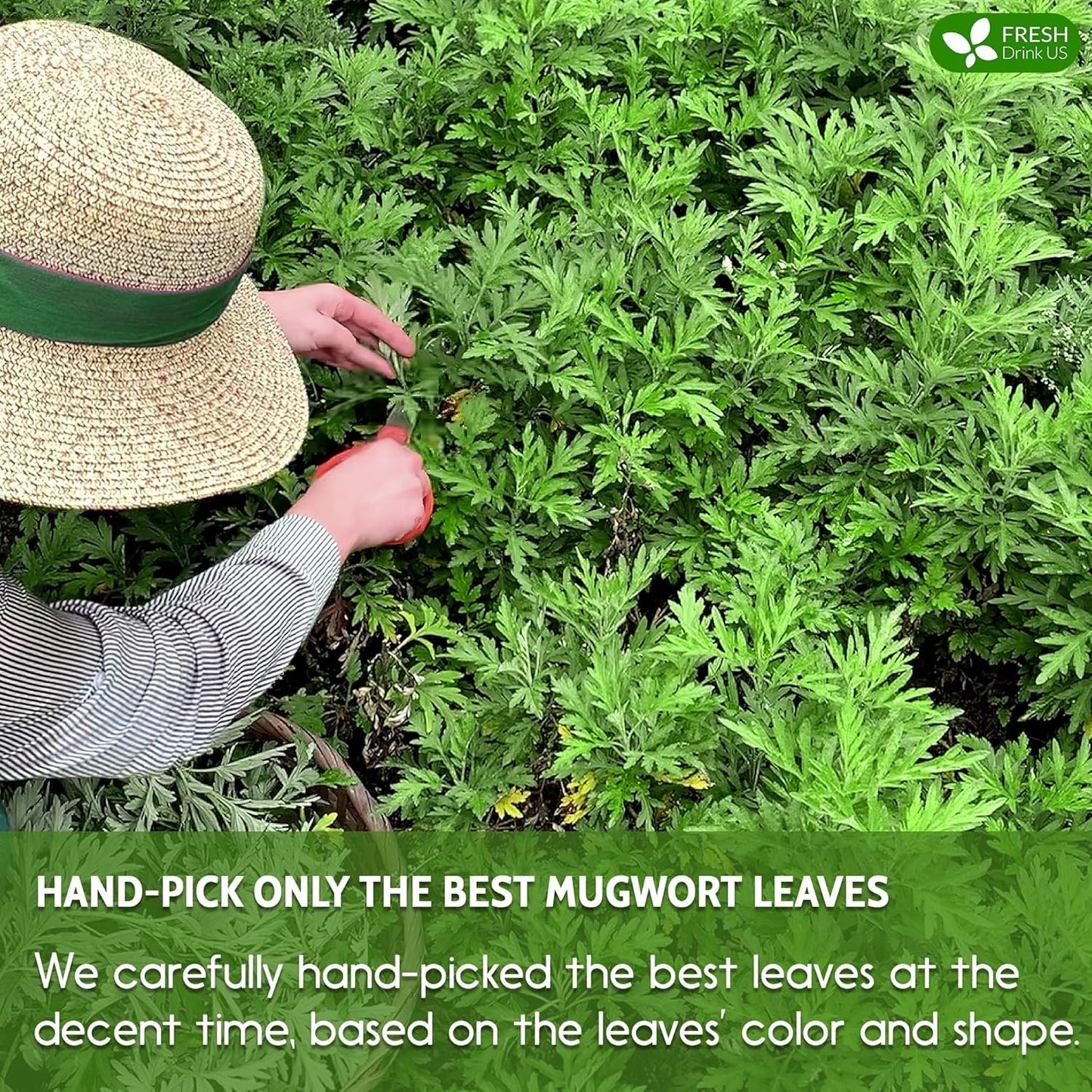 FreshDrinkUS, Premium 45 Mugwort Leaf Tea Bags, 100% Natural and Pure Mugwort Leaves. Loose Leaf Mugwort Herbal Tea. Mugwort Leaf Tea. No Sugar, No Caffeine, No Gluten, Vegan. (45 Tea Bags)