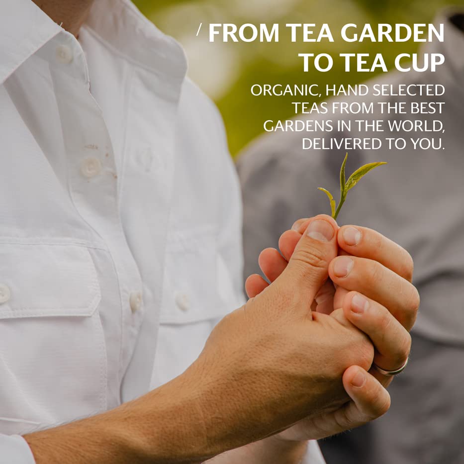 Grace Farms REVIVE Wellness Organic Tea Blend (100 Enveloped Pyramid Sachets w/ String & Tag) | Yerba Mate, Green Tea, & Adaptogens | Natural Energy Coffee Replacement | Fairtrade & Kosher | Gives Back 100% of Profits