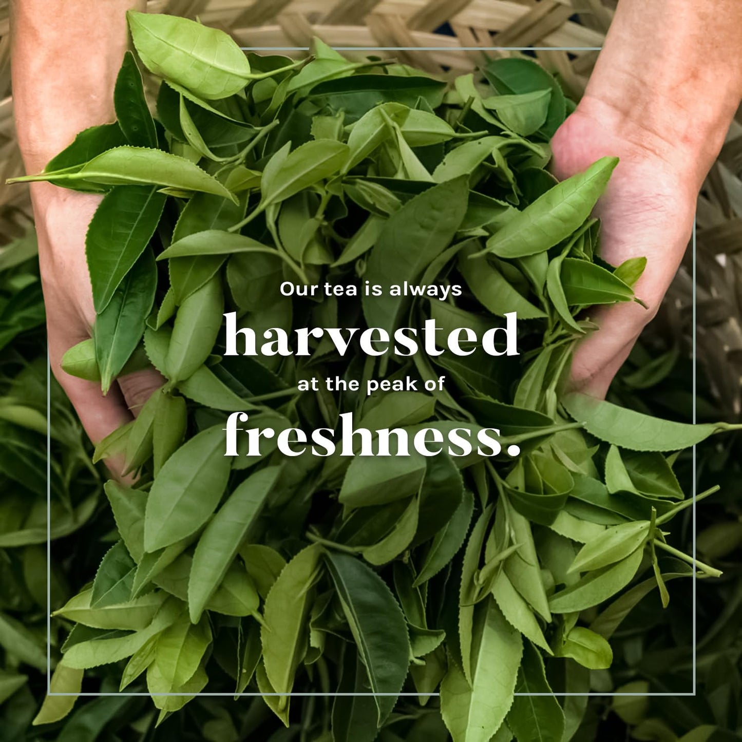 Uncle Lee's Organic Green Tea Bags 4-Pack, 106-Count Super Packs – Bright & Refreshing, Lightly Caffeinated Bulk Tea for Home, Office, Camping