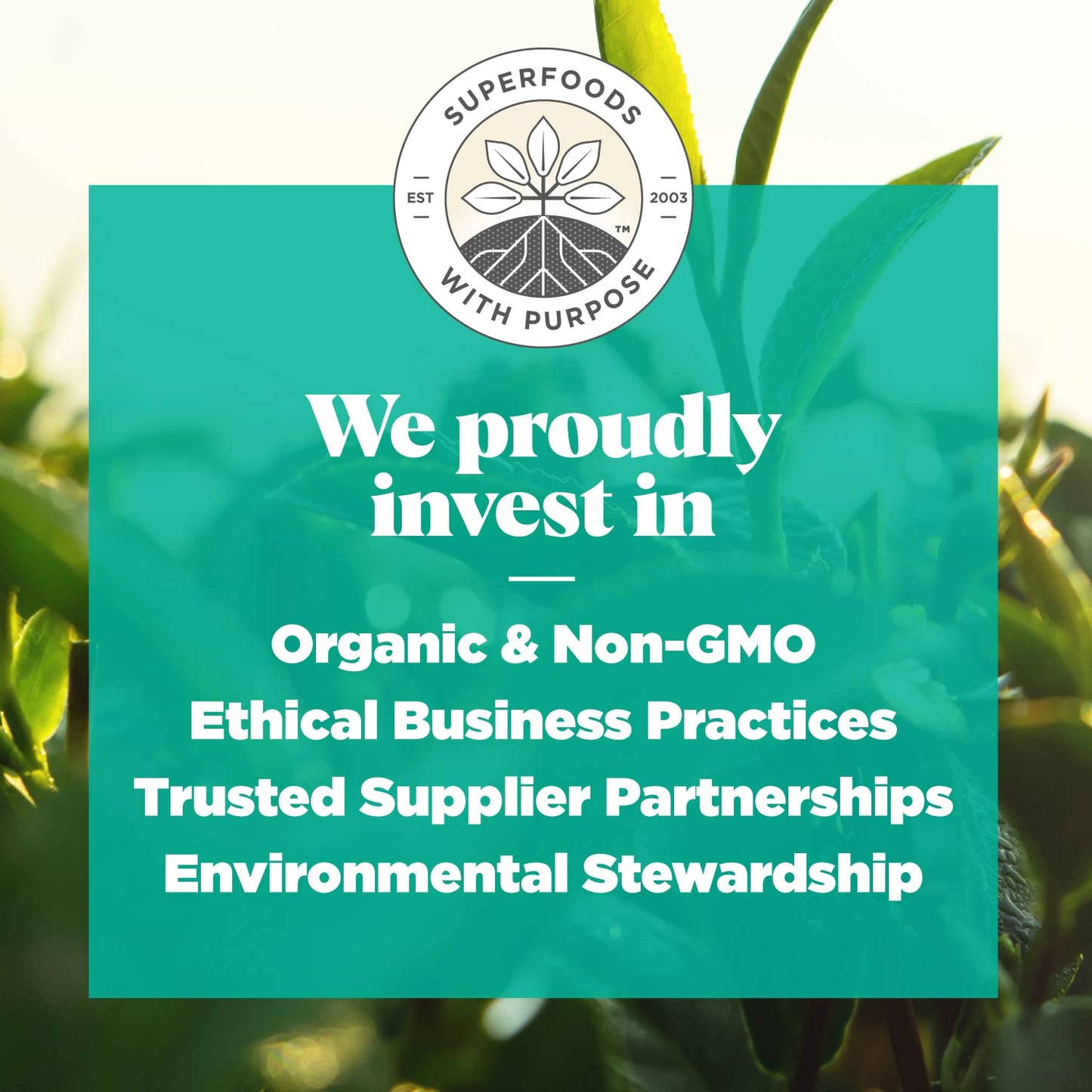 Navitas Organics Matcha Powder – For Tea, Lattes, Smoothies, Desserts & More – Energy & Antioxidants – Premium Culinary Grade – USDA Organic, Non GMO, Gluten Free, Kosher, Vegan (3oz. Bag 85 Servings)