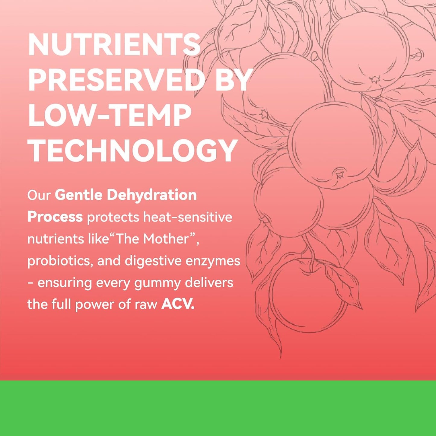 Apple Cider Vinegar Gummies, ACV Gummies, Detox Cleanse for Weight Loss, Weight Loss for Women - Gut Health & Digestive Comfort - Vegan, Gluten-Free, Non-GMO - Apple Flavor, 60 Count