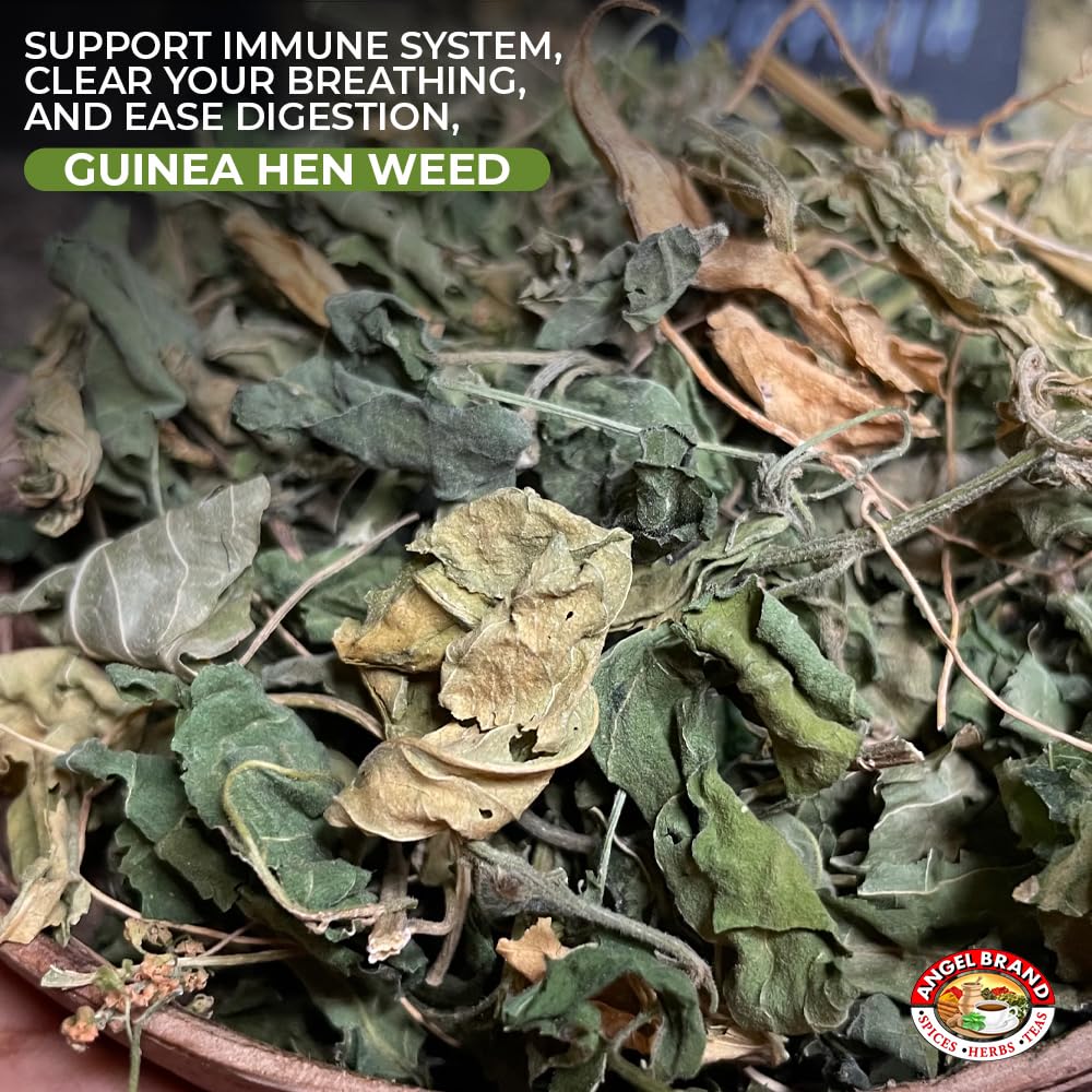 Angel Brand Guinea Hen leaves Tea – 0.5 oz Pouch Pack of 3 Sourced From Lush Tropics, Discover Potent & Versatile Qualities of Our Premium Anamu Plant - Famous for Its Health Benefits