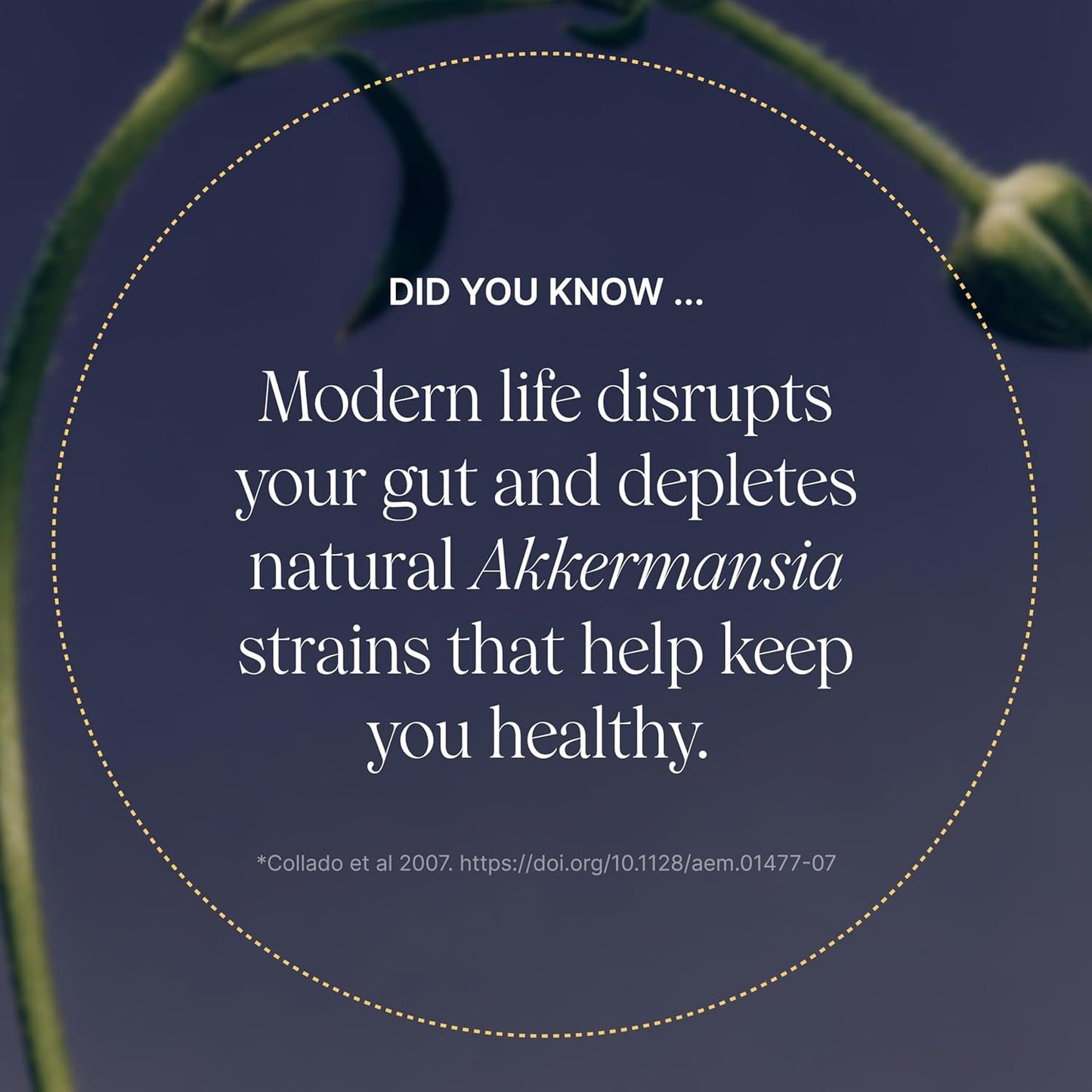 Pendulum Akkermansia Probiotic with Prebiotic Fiber - Increases GLP-1 Production, Delayed Release, Third-Party Tested, 100M AFU Live Strain for Gut Health for Men & Women (30 Capsules, 1-Pack)