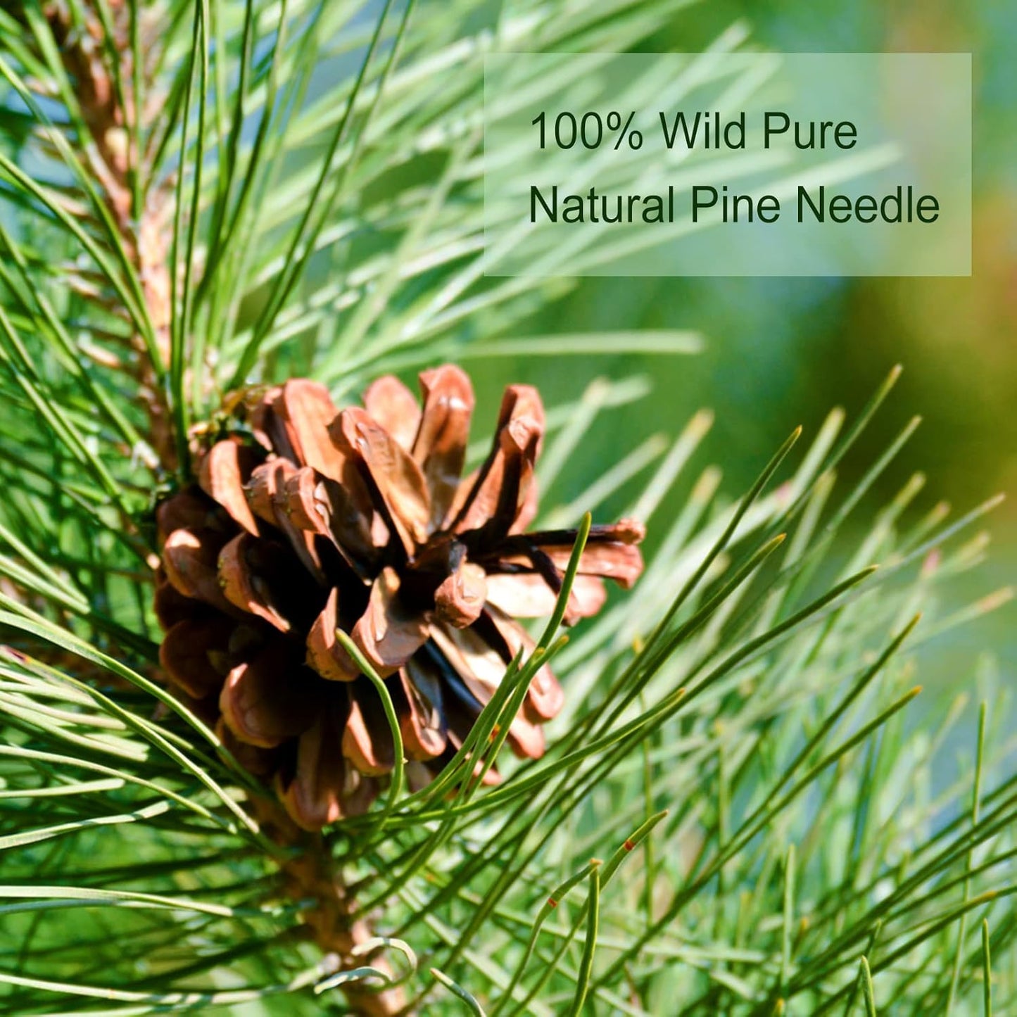 TEARELAE - Pine Needle Tea Bags - 3.53oz/100g (2.5g X 40 Bags) - 100% Pure Natural Dried Masson Pine Needles - Cut & Sifted - Caffeine-free