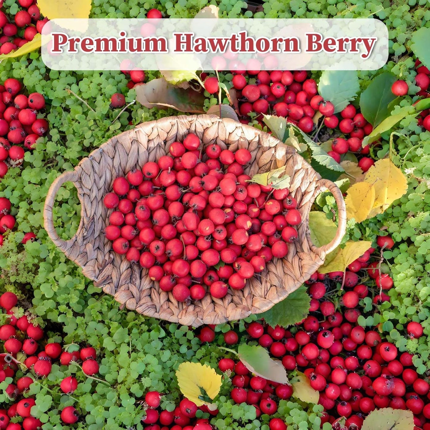 FullChea Hawthorn Berry Tea - 50 Teabags, 3g/bag - Premium, Non-GMO, Caffeine-free, Aids Digestion & Provides Antioxidants