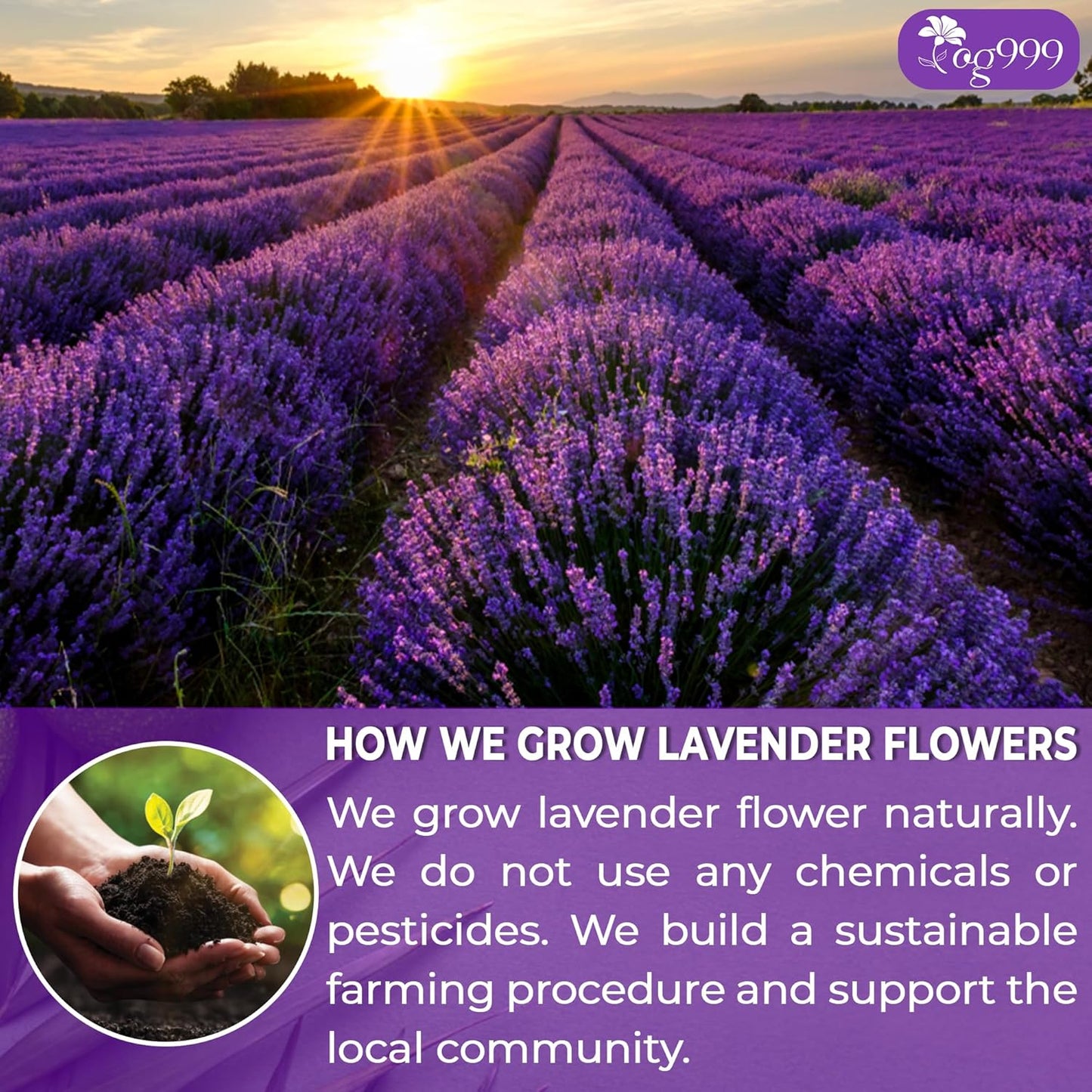 TOG999, Premium 60 Lavender Flower Tea Bags, 100% Natural & Pure from Lavender Flowers. Loose Flower Lavender Herbal Tea. Lavender Flower Tea. No Sugar, No Caffeine, No Gluten, Vegan.