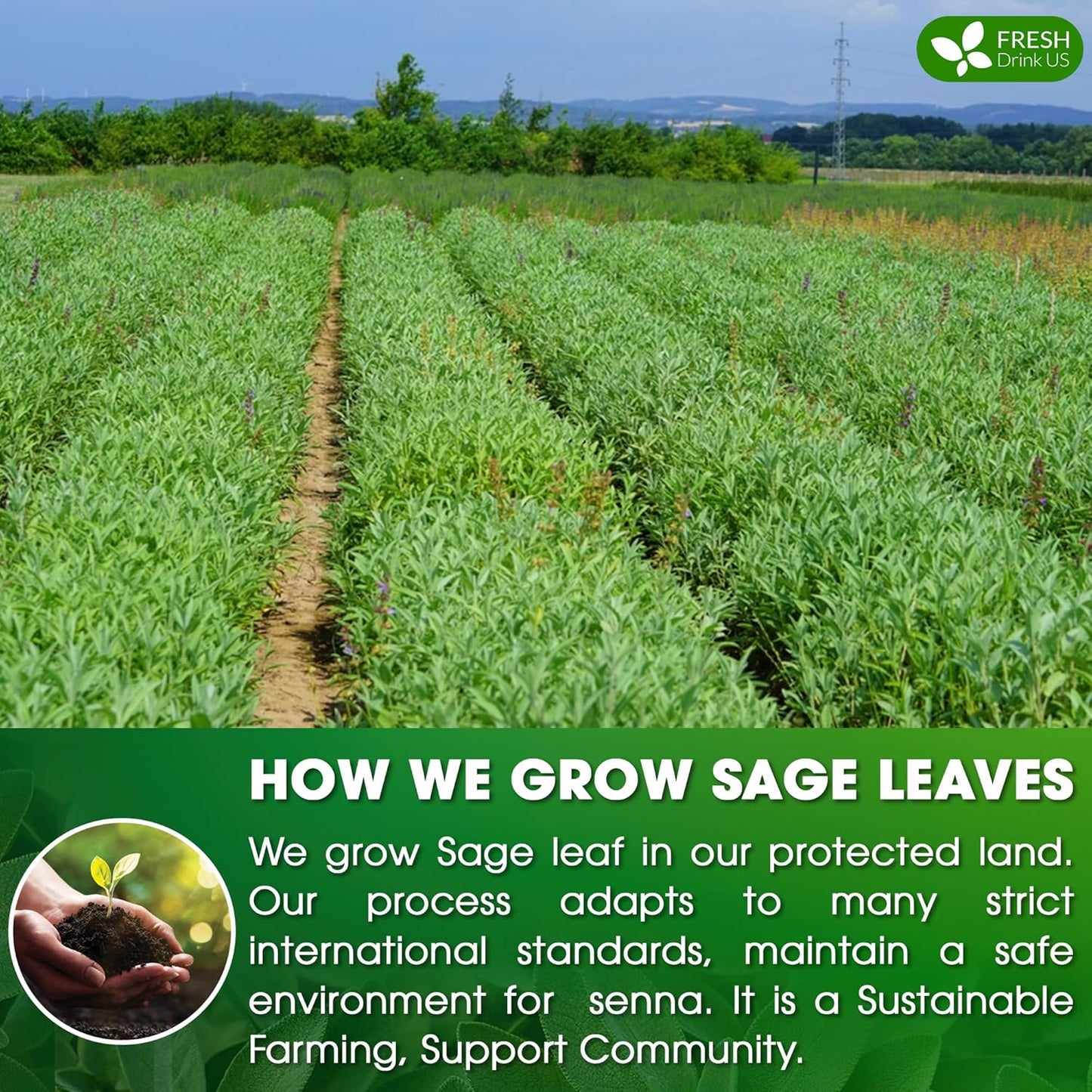 FreshDrinkUS Premium Sage Leaf Tea Bags, 100% Natural & Pure. Loose Leaf Herbal Tea. Made with Natural Material Tea Bags. No Sugar, No Caffeine, No Gluten, Vegan