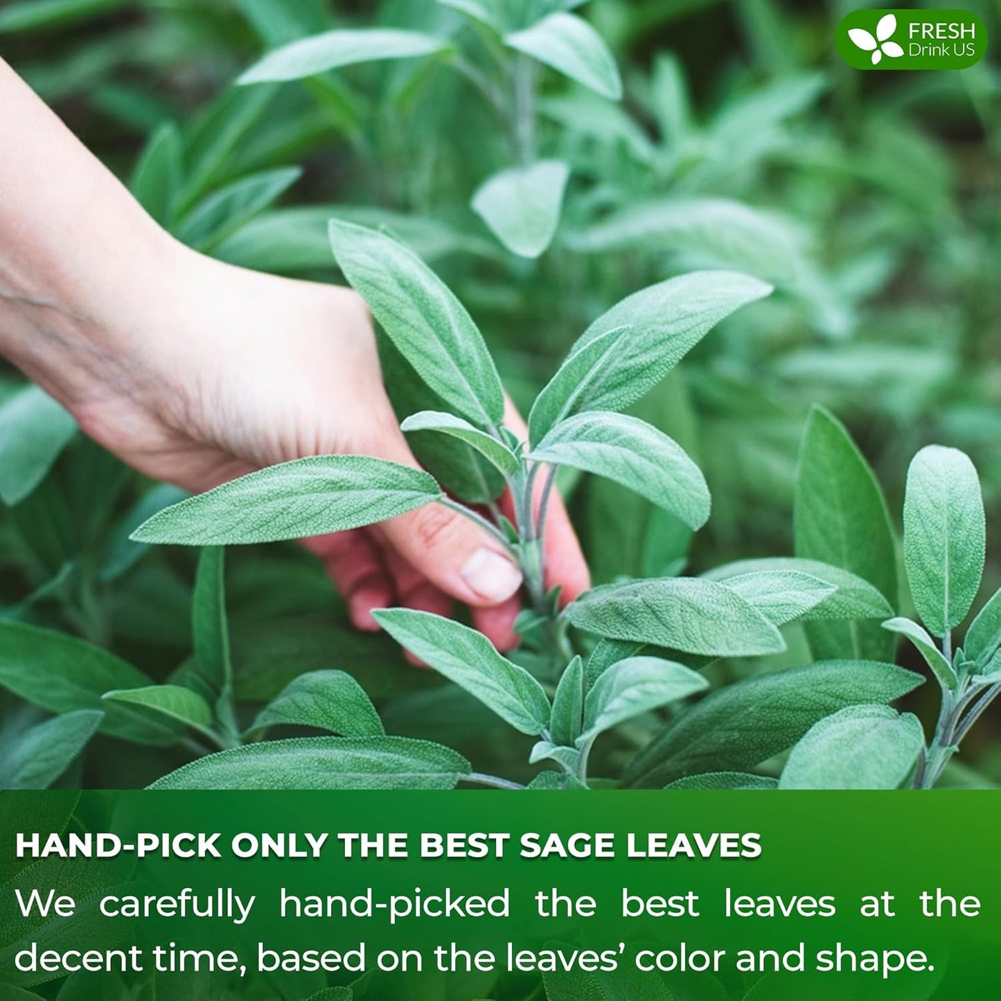 FreshDrinkUS Premium Sage Leaf Tea Bags, 100% Natural & Pure. Loose Leaf Herbal Tea. Made with Natural Material Tea Bags. No Sugar, No Caffeine, No Gluten, Vegan