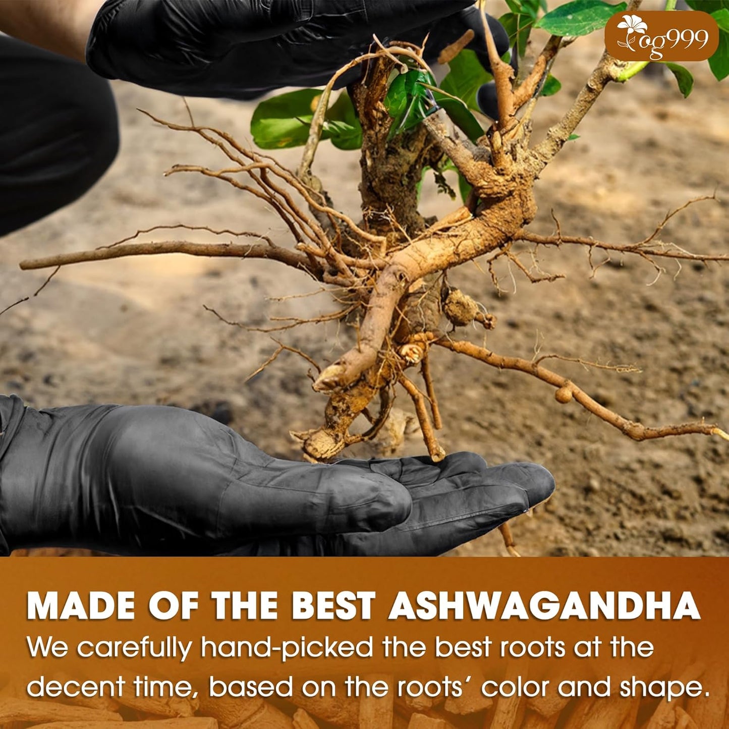 TOG999, Premium 120 Ashwagandha Root Tea Bags, 100% Natural & Pure from Ashwagandha Root. No Sugar, No Caffeine, No Gluten, Vegan.