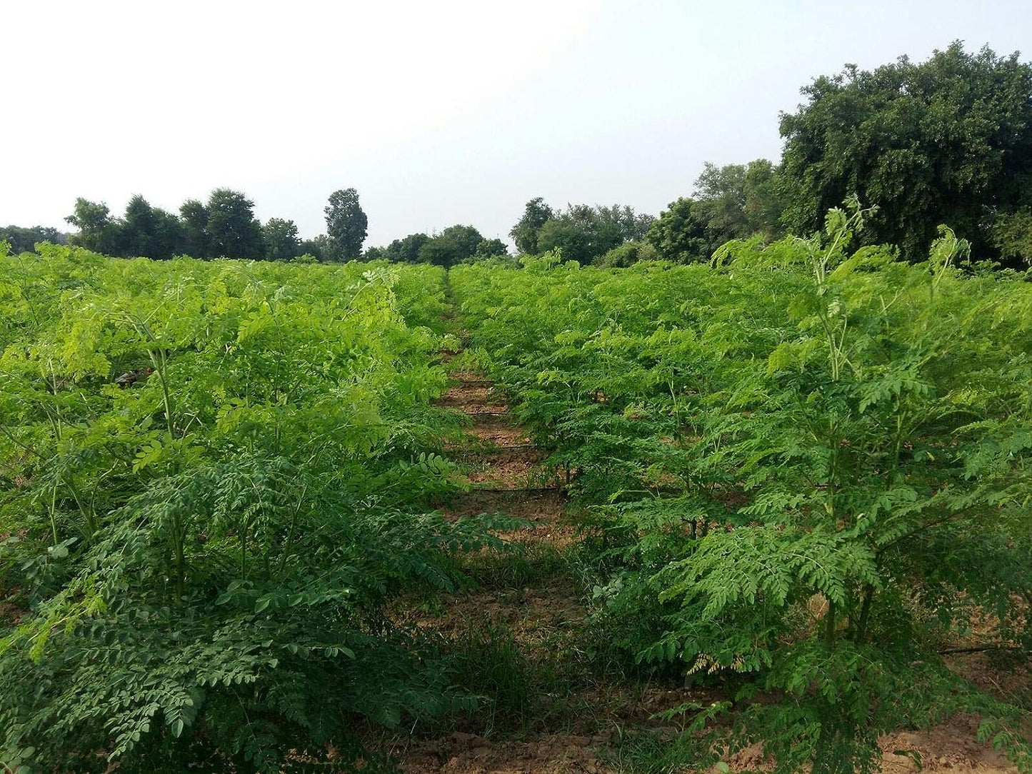 Moringa Leaves Powder (8 Ounce) | Non GMO | Super Food for Smoothies and Drinks | Natural | No Added Preservative or Additive | Moringa Oleifera Powder