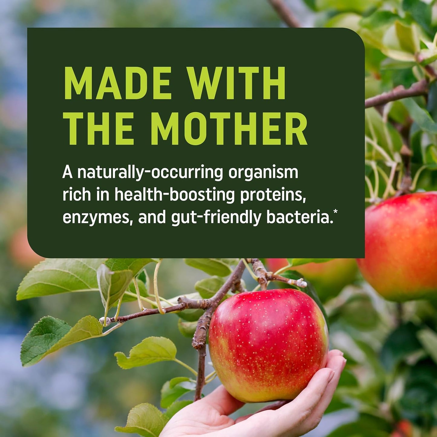 Metabolism Gummies with Apple Cider Vinegar | Energy, Digestion & Lean Body Mass Support | Apple Cider Vinegar Gummies with The Mother, B12 & Folate | Metabolism Support for Women & Men | 60 Ct.