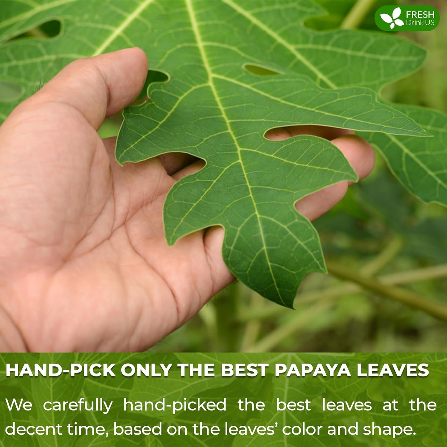 FreshDrinkUS, Premium 75 Papaya Leaf Tea Bags, 100% Natural & Pure from Papaya Leaves. Loose Leaf Papaya Herbal Tea. Made with Natural Material Tea Bags. No Sugar, No Caffeine, No Gluten, Vegan.