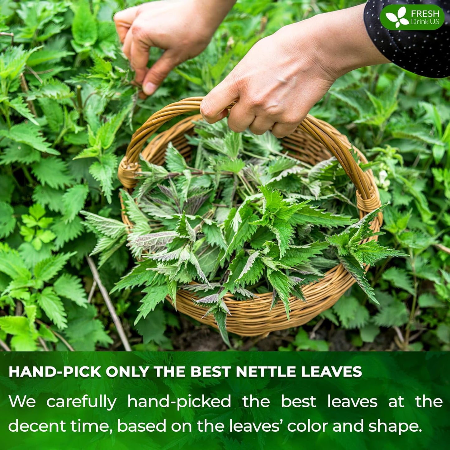 FreshDrinkUS, 55 Nettle Leaf Tea Bags, 100% Natural & Pure from Nettle Leaves. Loose Leaf Nettle Herbal Tea. Nettle Leaf Tea. No Sugar, No Caffeine, No Gluten, Vegan.