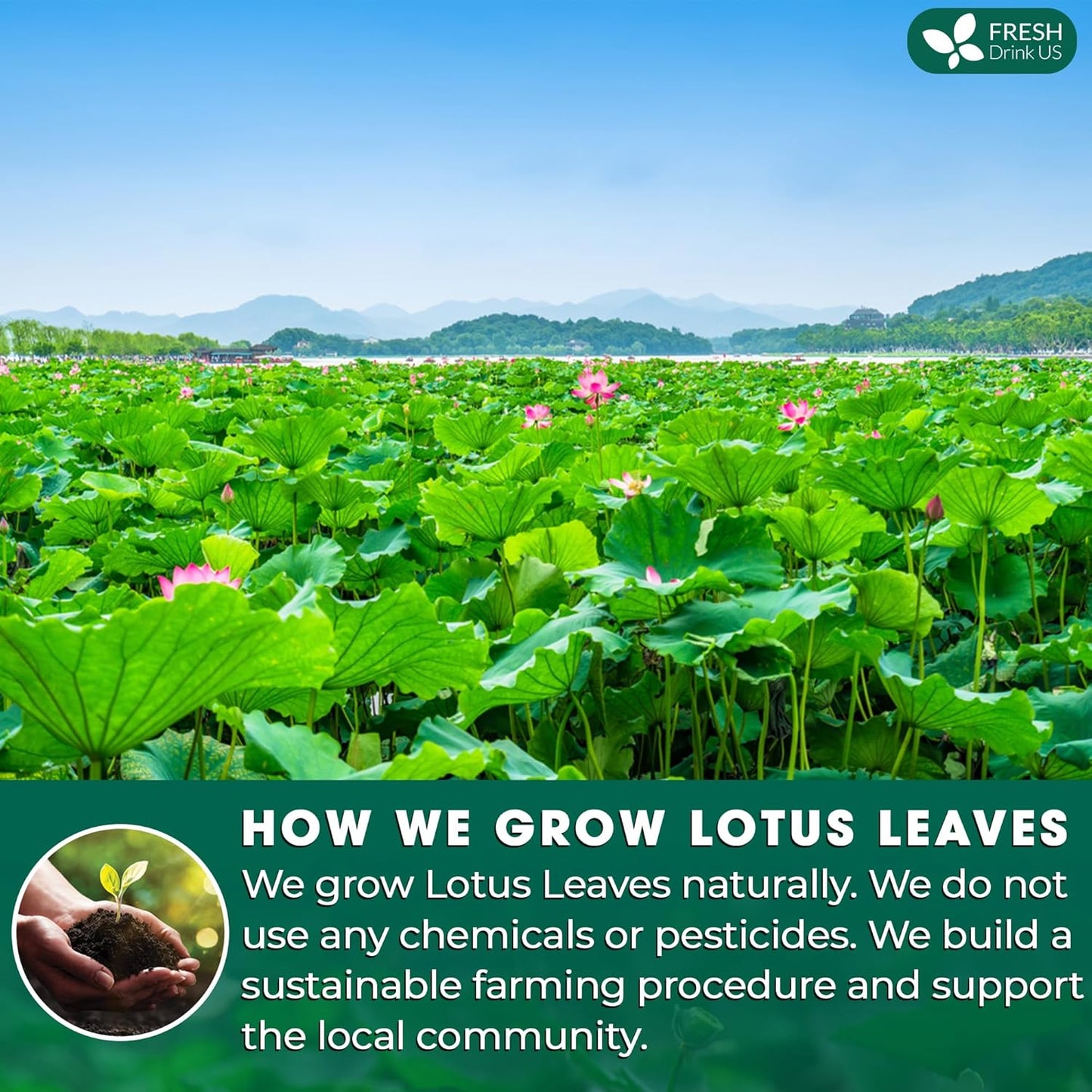 FreshDrinkUS, Premium 135 Lotus Leaf Tea Bags, 100% Natural & Pure from Lotus Leaves. Loose Leaf Lotus Herbal Tea. Made with Eco-Conscious Tea Bags. No Sugar, No Caffeine, No Gluten, Vegan.