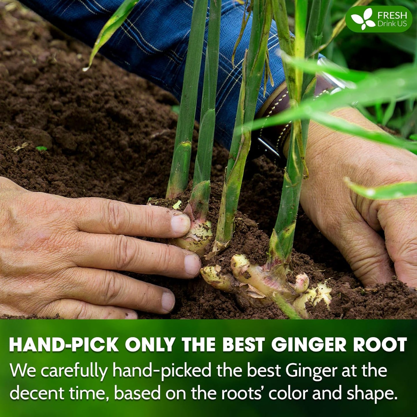 FreshDrinkUS, 150 Premium Ginger Tea Bags, Non GMO, 100% Natural & Pure from Ginger Root, Root Herbal Tea. No Sugar, No Caffeine, No Gluten, Vegan. Support Stronger Digestion, Pleasantly Spicy & Warming