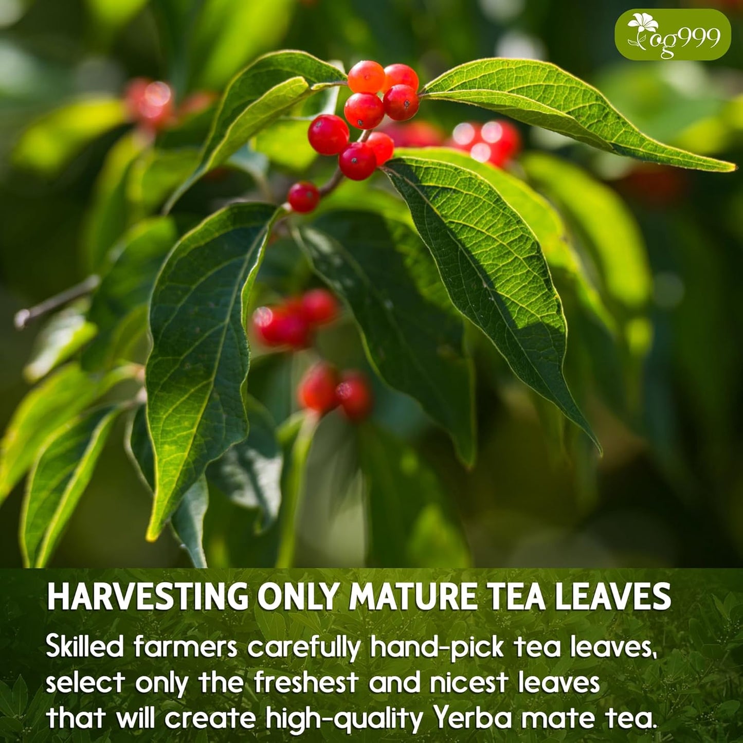 TOG999, Premium 18oz Yerba Mate Tea, Hi-Caffeine, Super-Green Yerba Mate| No Dust| Fresh - Never Aged (Ilex Paraguariensis), Cultivated from Argentina - Rich in Antioxidants and Plant Nutrients.