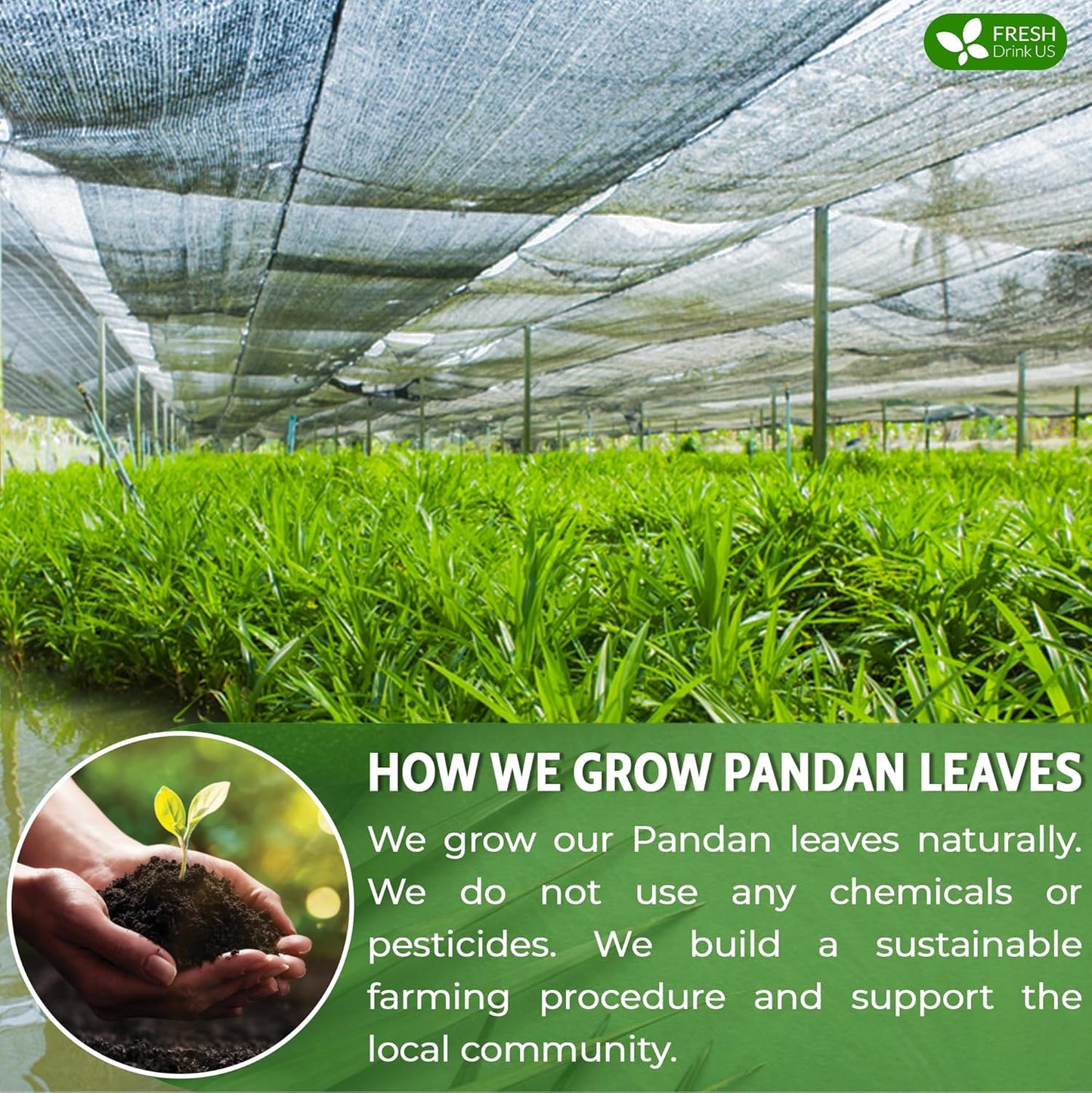 FreshDrinkUS, Premium 8oz Natural Pandan Leaves Dried, 100% Pure Dried Pandan Leaves, Pandan Leaf Tea, No Additives, No Caffeine, Vegan (8 oz Dried Leaves)