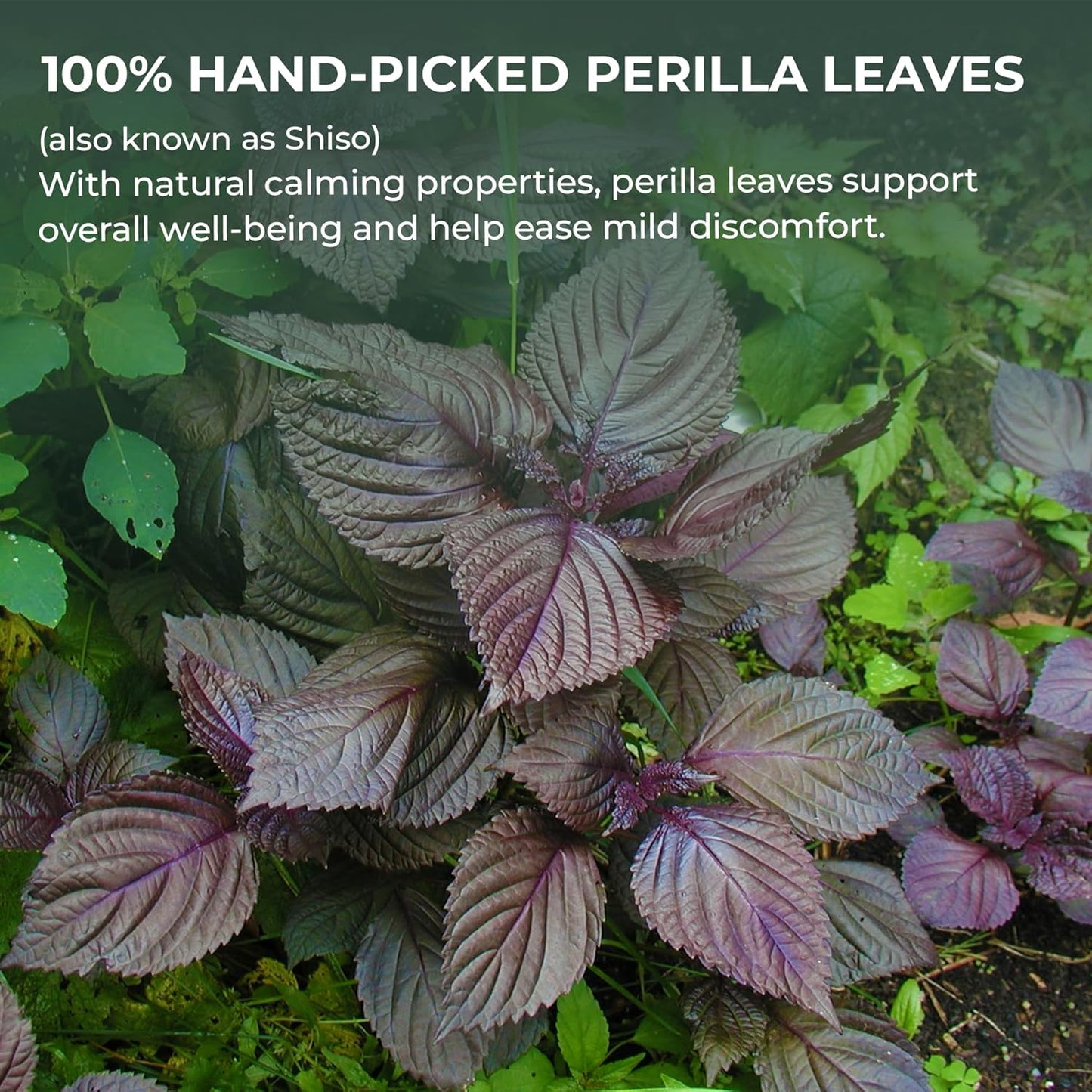Perilla Leaf Powder (Shiso) - 10.58 oz, 100% Pure Dried Perilla Leaves, Herbal Drink & Culinary Ingredient, Rich in Nutrients, Immunity Supports, No Additives, No Caffeine, Gluten Free