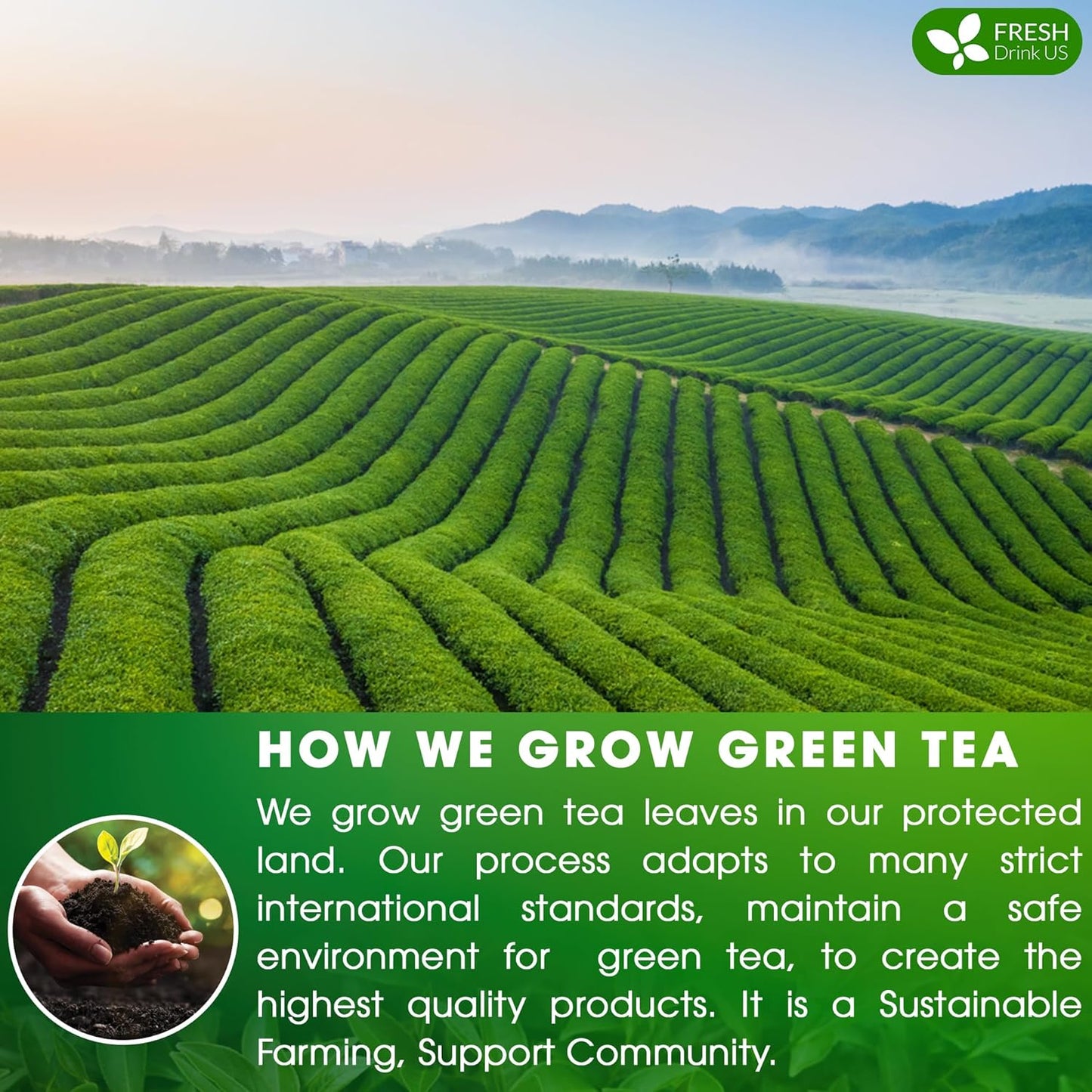 FreshDrinkUS, Premium 210 Green Tea Bags, 100% Natural & Pure from Green Tea. Green Herbal Tea. Made with Natural Material Tea Bags. No Sugar, No Gluten, Vegan.