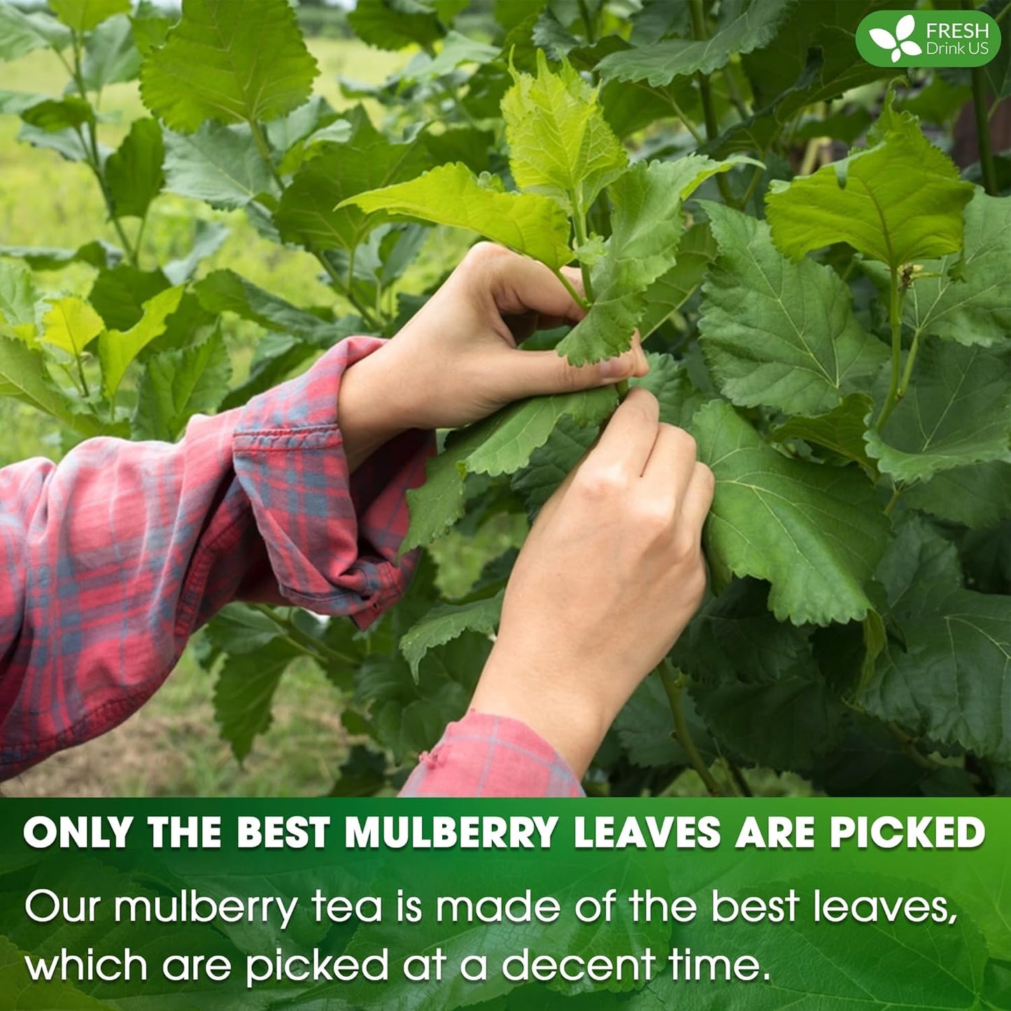 FreshDrinkUS Premium Mulberry Leaf Tea - 50 Bags, 100% Natural & Pure. Loose Leaf Herbal Tea. Natural Material Tea Bags. No Sugar, Caffeine, Gluten. Vegan.