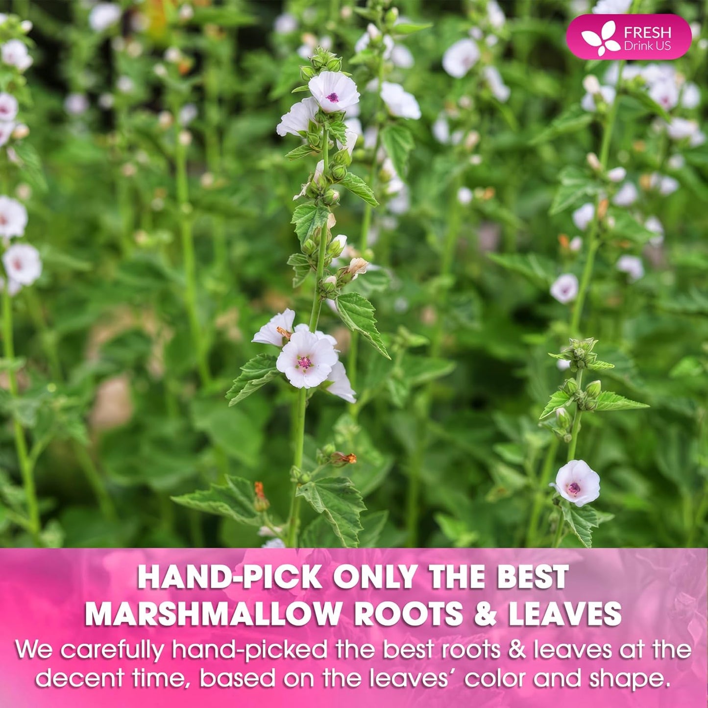 FreshDrinkUS, Premium 55 Marshmallow Root and Leaf Tea Bags, 100% Natural & Pure. Loose Leaf Marshmallow Herbal Tea. Made with Eco-Conscious Tea Bags. No Sugar, No Caffeine, No Gluten, Vegan.