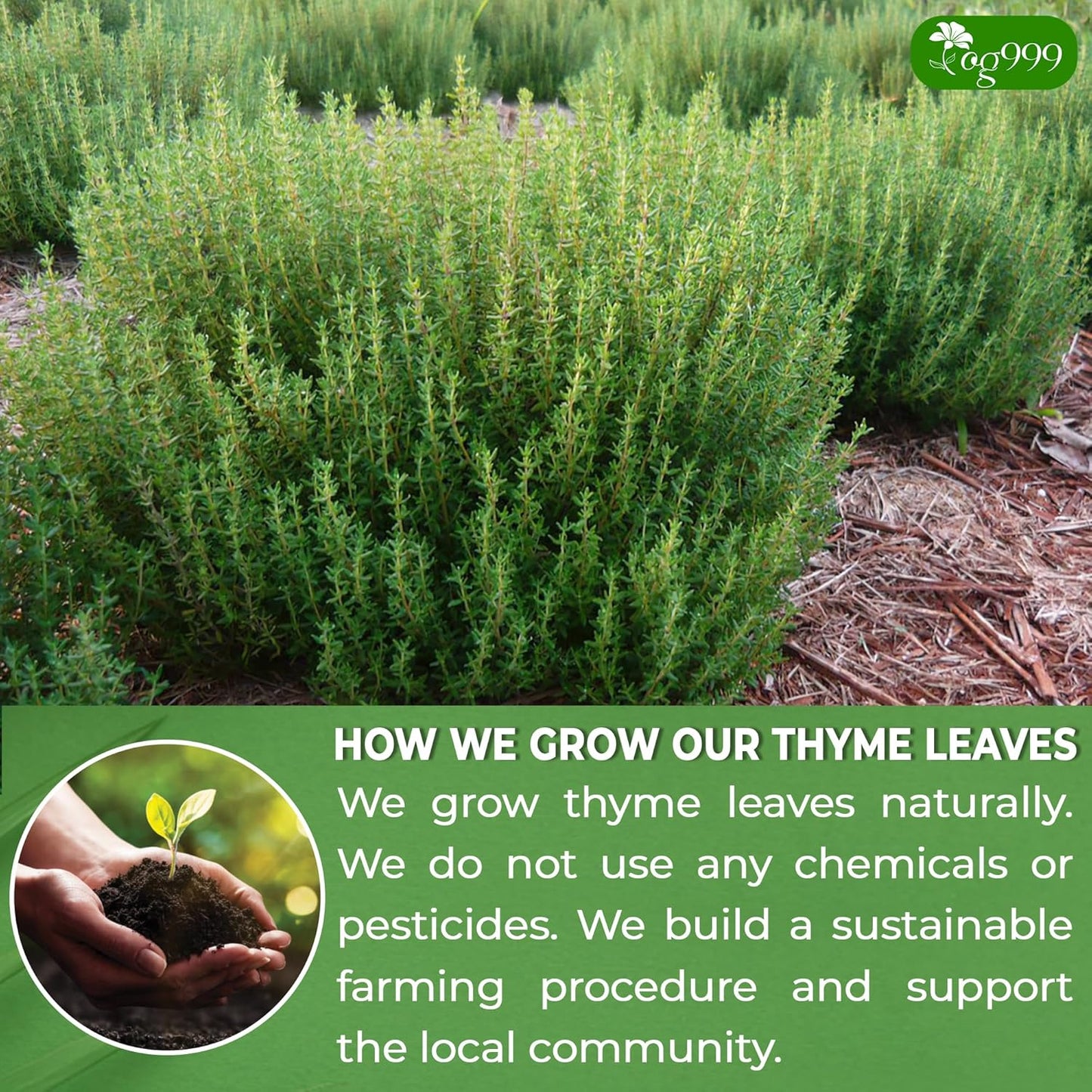 TOG999, Premium 120 Thyme Leaf Tea Bags, 100% Natural & Pure Thyme Leaves. Loose Leaf Thyme Herbal Tea. Thyme Leaf Tea. No Sugar, No Caffeine, No Gluten, Vegan.