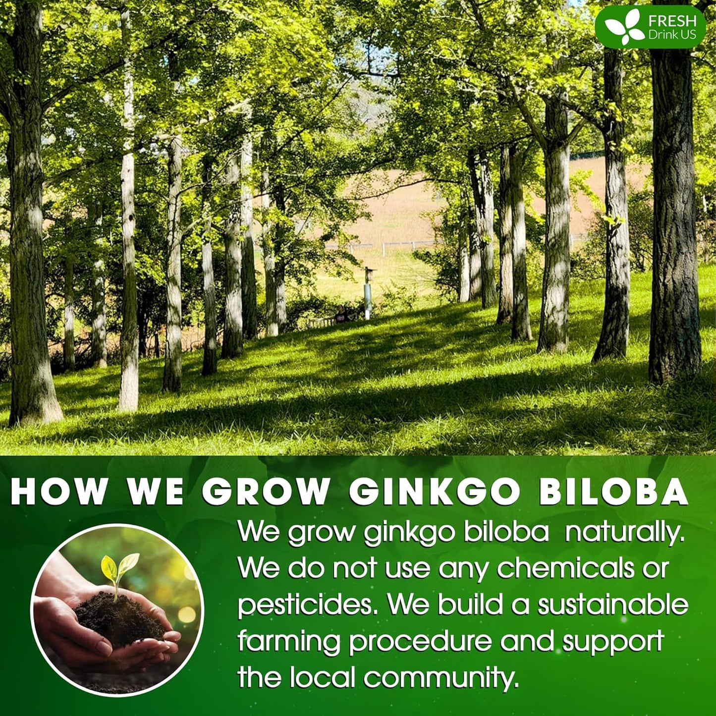 FreshDrinkUS, Premium 135 Ginkgo Biloba Leaf Tea Bags, 100% Natural & Pure from Ginkgo Biloba Leaves. Loose Leaf Herbal Tea. Made with Eco-Conscious Tea Bags. No Sugar, No Caffeine, No Gluten, Vegan.