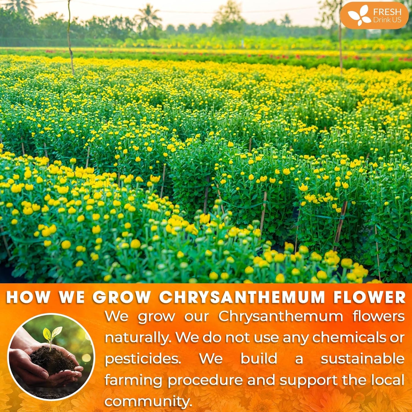 FreshDrinkUS, Premium 8oz Chrysanthemum Flowers, 100% Natural & Pure Chrysanthemum Flower Dried, Chrysanthemum Herbal Tea, No Additives, No Caffeine, Vegan