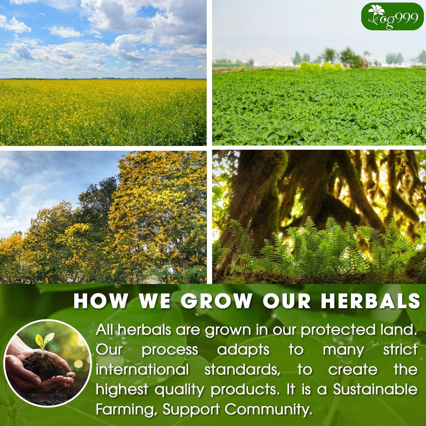 TOG999 100 Tea Bags Relieves Constipation Natural Tea, Blend of Senna Leaves - Peppermint - Licorice - Fennel, 100% Natural Ingrendients, Hand-made Herbal Tea, No Sugar, No Caffeine, No Gluten, Vegan.