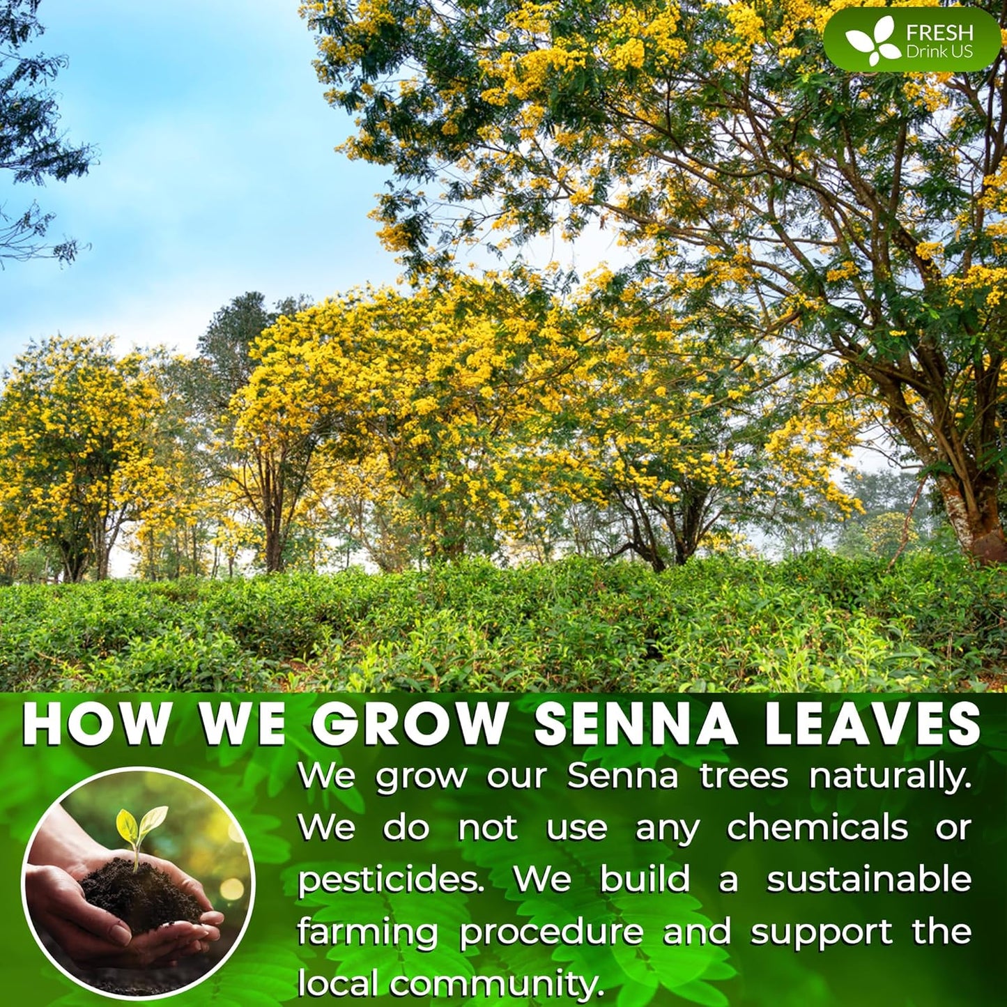 FreshDrinkUS, Permium 4.5oz Senna Leaves, 100% Natural & Pure from Senna Leaves, Senna Leaf Tea, Senna Loose Leaf Herbal Tea, No Additives, No Caffeine, Vegan