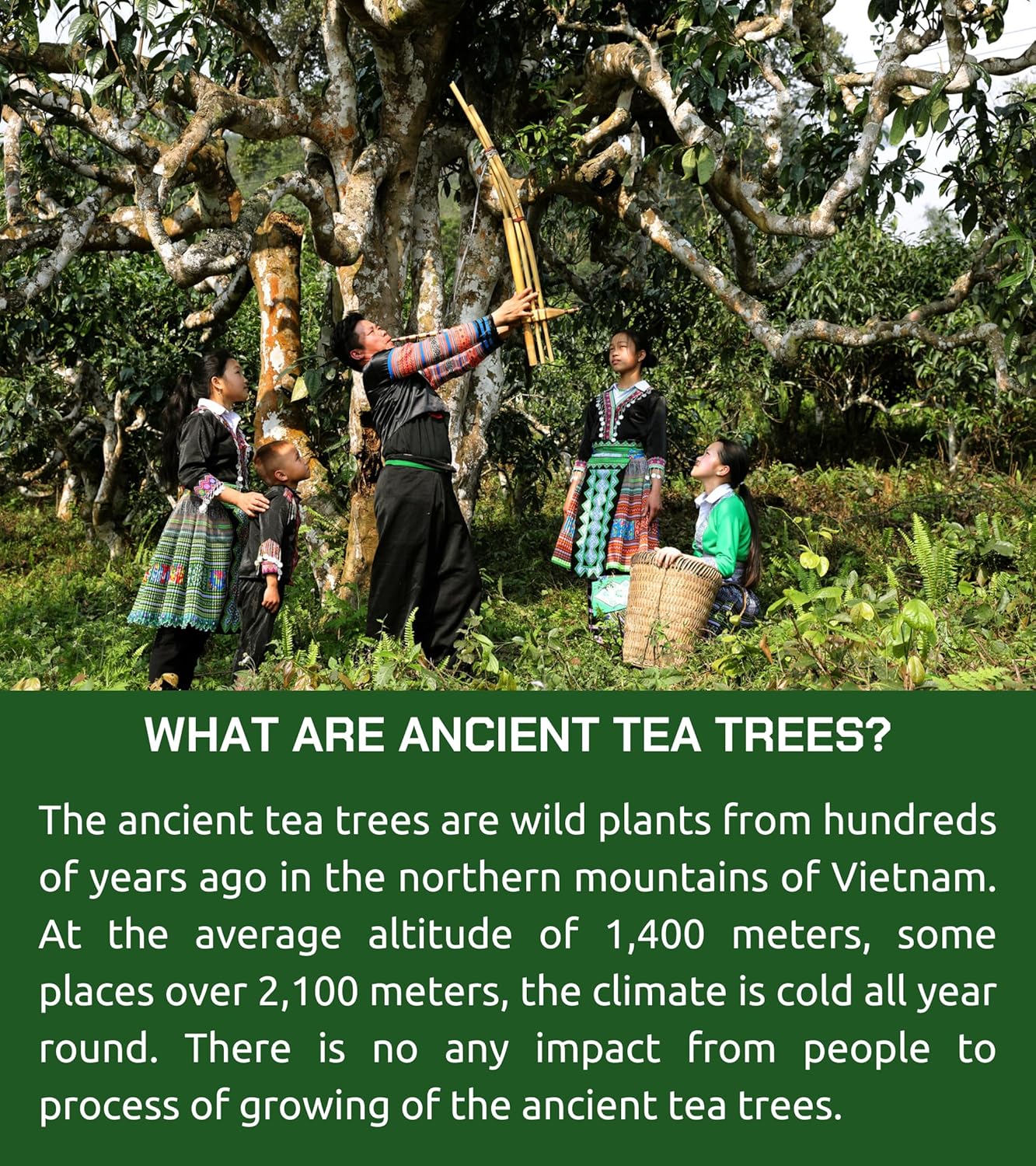 VIXI Green Tea Bags, 100 Counts, Vietnam's Mountain Tea, Antioxidant, Caffeinated, Tagless, Plastic Free, Balanced Flavored, 100% Natural for Hot, Iced and Cold Brew