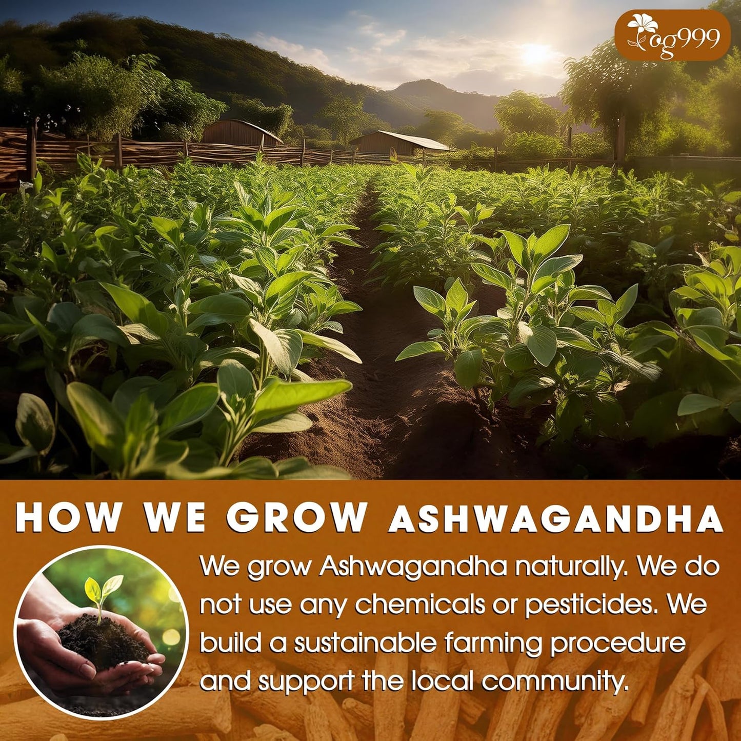 TOG999, Premium 120 Ashwagandha Root Tea Bags, 100% Natural & Pure from Ashwagandha Root. No Sugar, No Caffeine, No Gluten, Vegan.