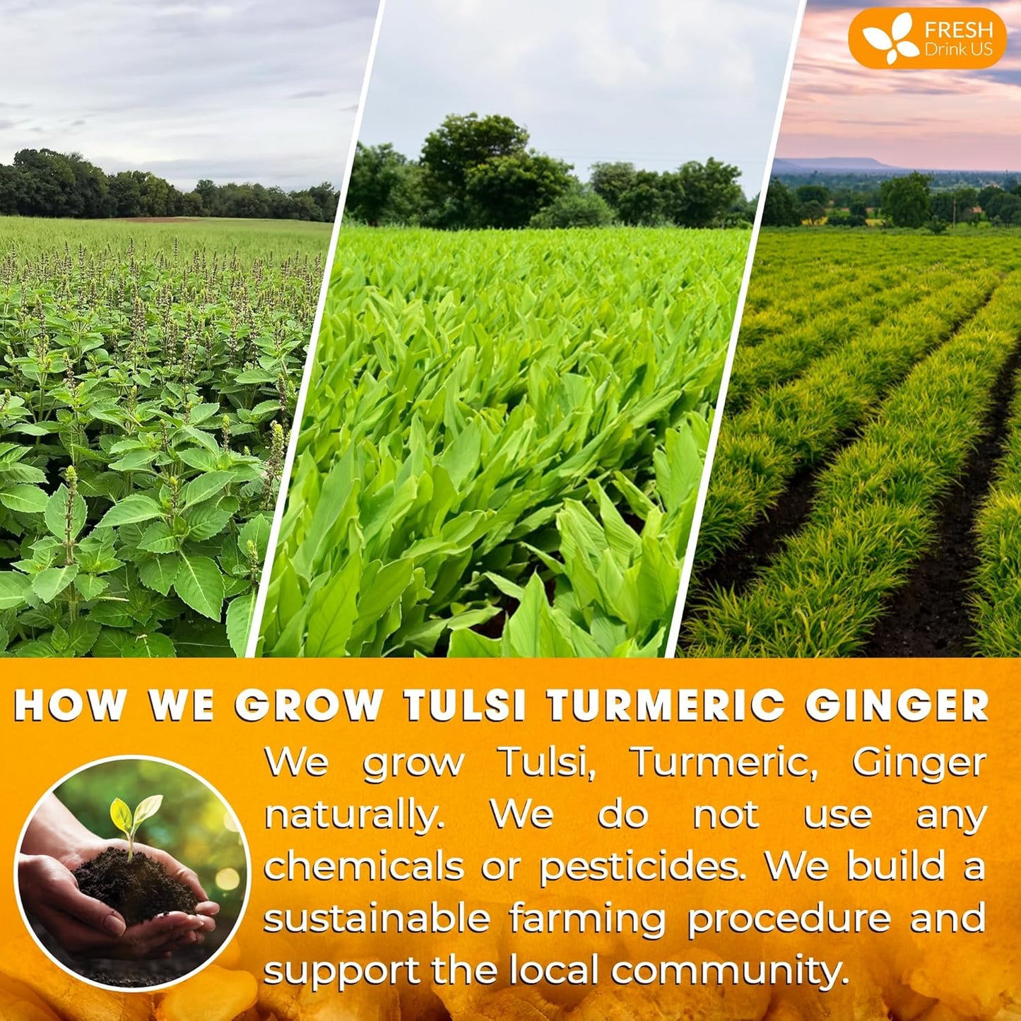 FreshDrinkUS, Premium 55 Tulsi Turmeric Ginger Tea Bags, 100% Natural & Pure from Tulsi Holy Basil Leaves, Turmeric and Ginger. Made with Natural Material Tea Bags. No Sugar, No Caffeine, Vegan.