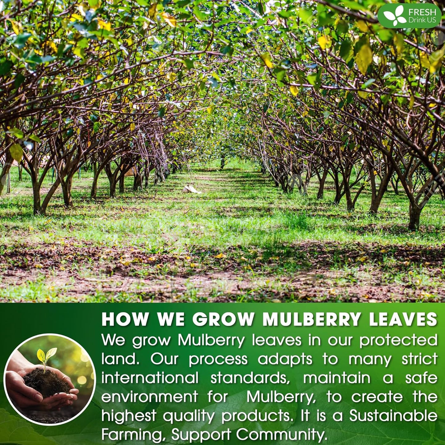 FreshDrinkUS Premium Mulberry Leaf Tea - 50 Bags, 100% Natural & Pure. Loose Leaf Herbal Tea. Natural Material Tea Bags. No Sugar, Caffeine, Gluten. Vegan.