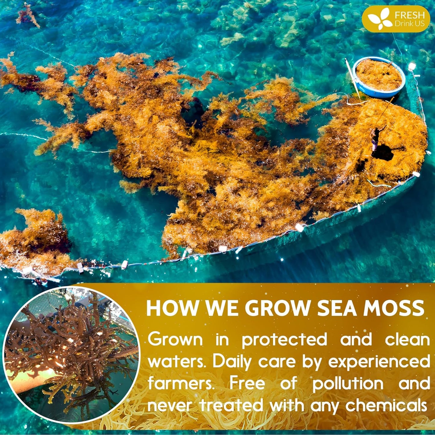 FRESHDRINKUS, Premium - Natural Sea Moss, Make 42oz of Gel, Goldne Raw Sea Moss Dried, 100% Natural & Pure, Wildcrafted, Sundried, Caffeine Free, Sugar Free, Gluten Free, Vegan, Mineral Rich