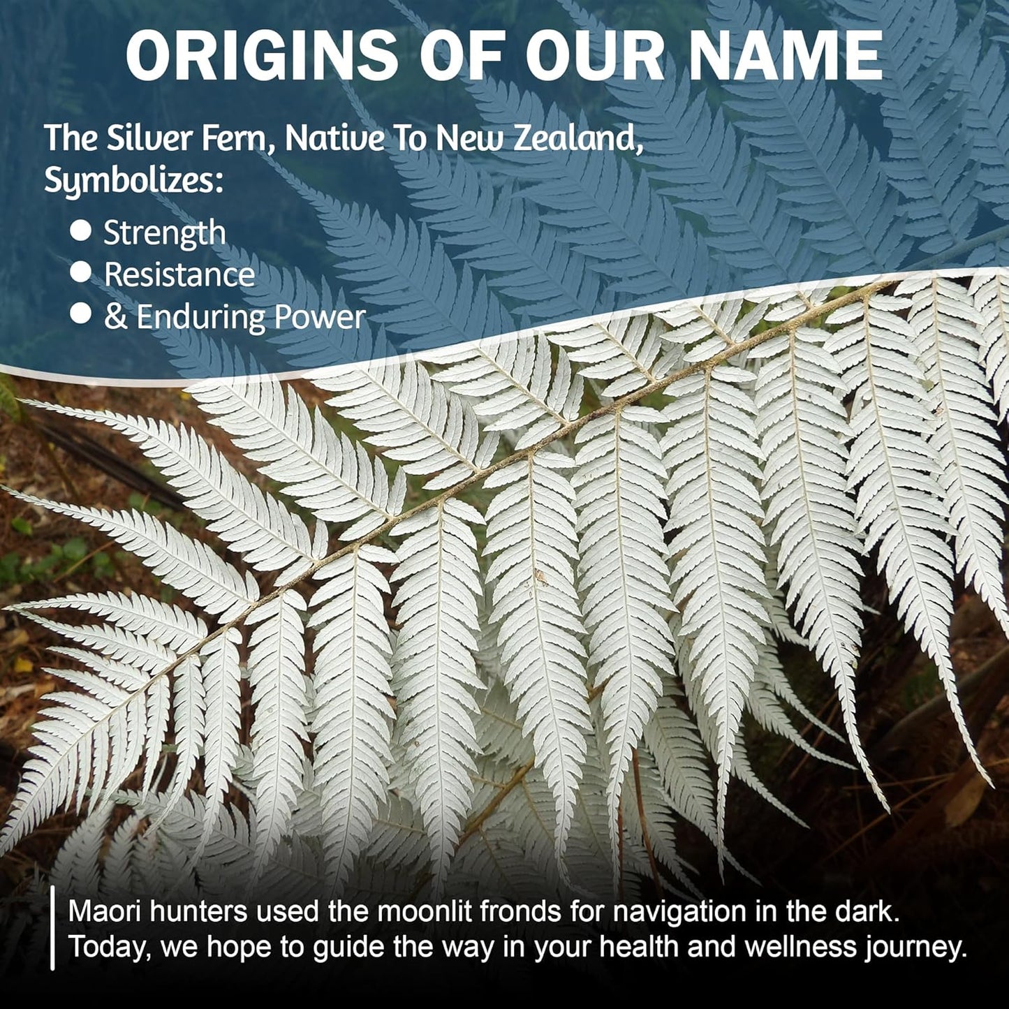 Silver Fern Brand Metabolism Supplement + Berberine Phytosome & aXivite – Supports Function & Wellness – 60 Capsules