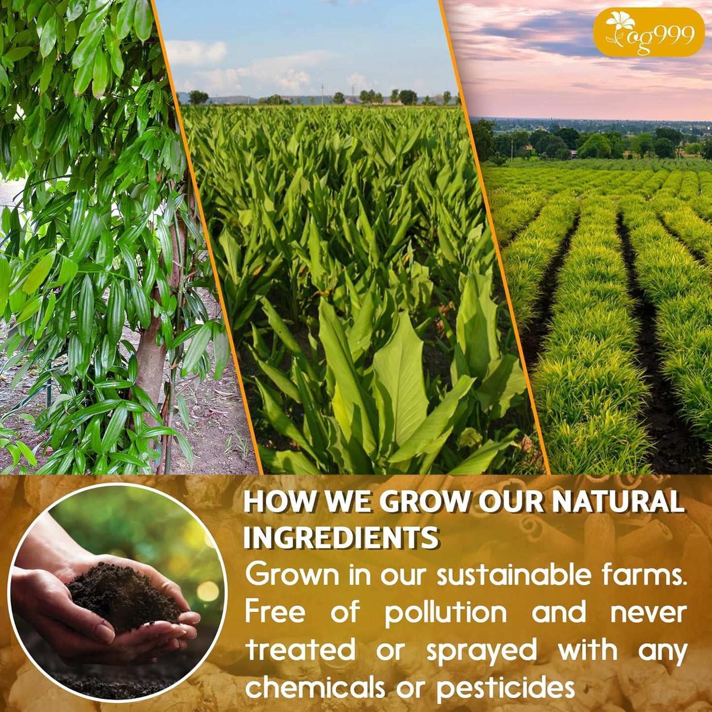 60 Bags Premium Turmeric Ginger Cinnamon Tea, Improve Digestion, Support Brain, Weight, Skin and Sleep, Eco-Conscious Tea Bags and Premium Natural Ingredients. Turmeric Ginger Herbal Tea. No Sugar, No Caffeine, No Gluten, Vegan.