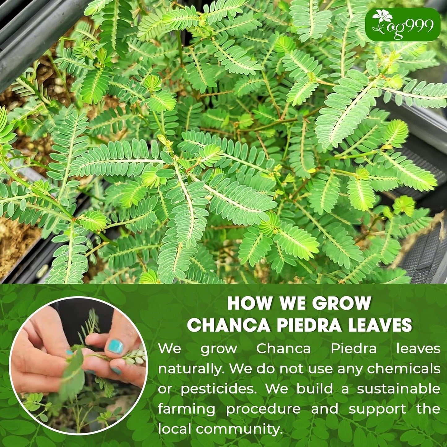 TOG999, 60 Tea bags Dried Chanca Piedra Leaves, Chanca Piedra Tea “Stone Breaker” 100% Natural & Pure. Made with Natural Material Tea Bags. No Sugar, No Caffeine, No Gluten, Vegan.