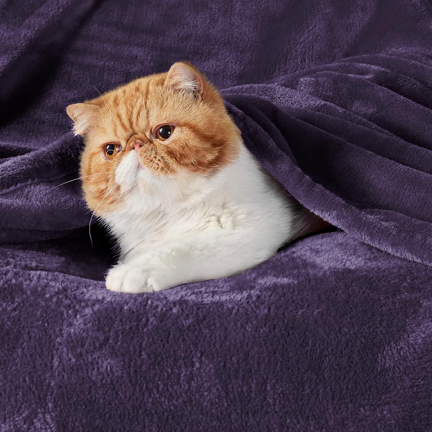 Bedsure Fleece Blanket Twin Size Purple - 300GSM Lightweight Plush Fuzzy Cozy Soft Warm Blanket for Bed, Sofa, Couch, Travel, Camping, 60x80 inches