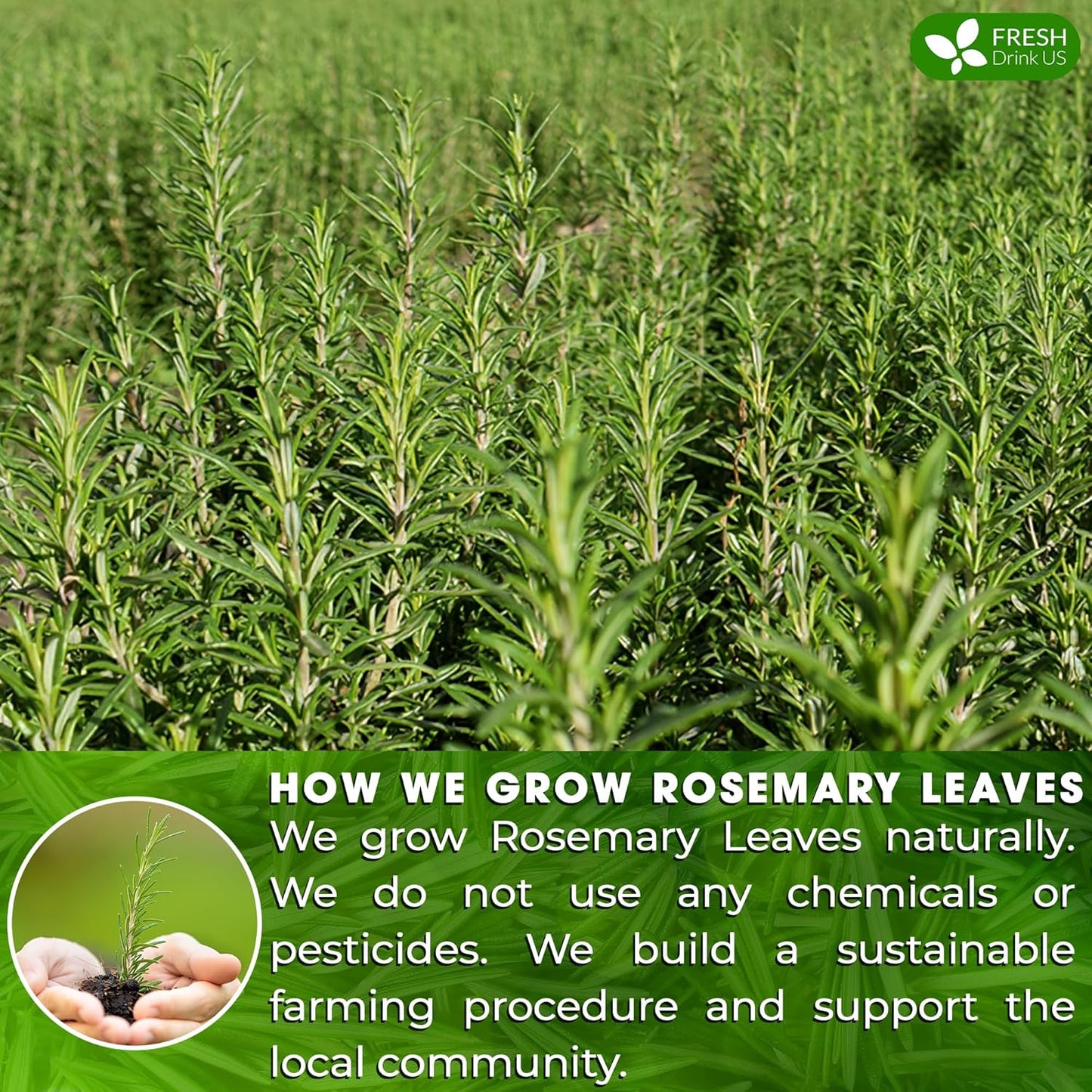 FreshDrinkUS Premium Rosemary Leaf Tea Bags - 75 Count, 100% Natural Dried Leaves, Pure Herbal Tea, No Additives, No Caffeine, No Gluten, Vegan