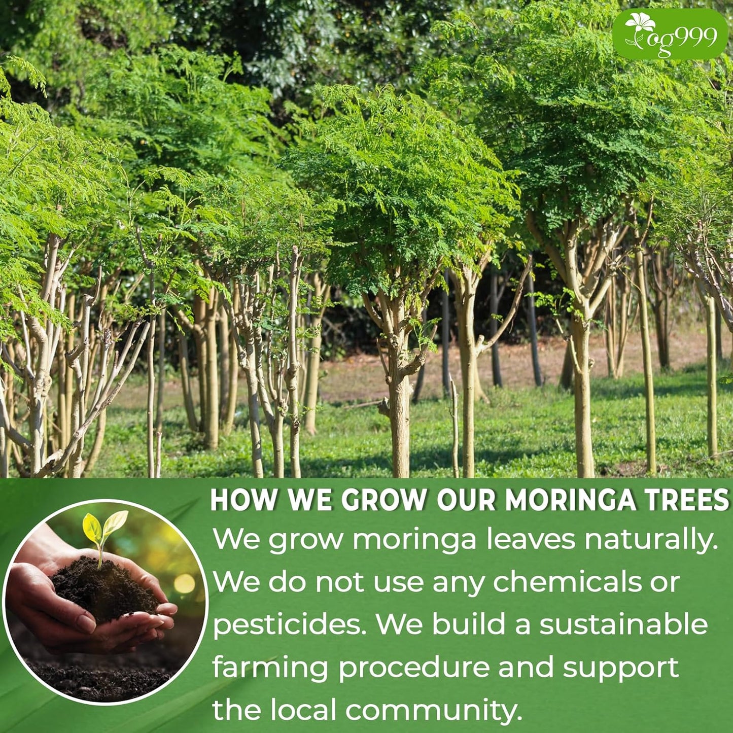 TOG999, Premium 60 Moringa Leaf Tea Bags, 100% Natural & Pure from Moringa Leaves. Loose Leaf Moringa Herbal Tea. Moringa Leaf Tea. No Sugar, No Caffeine, No Gluten, Vegan.