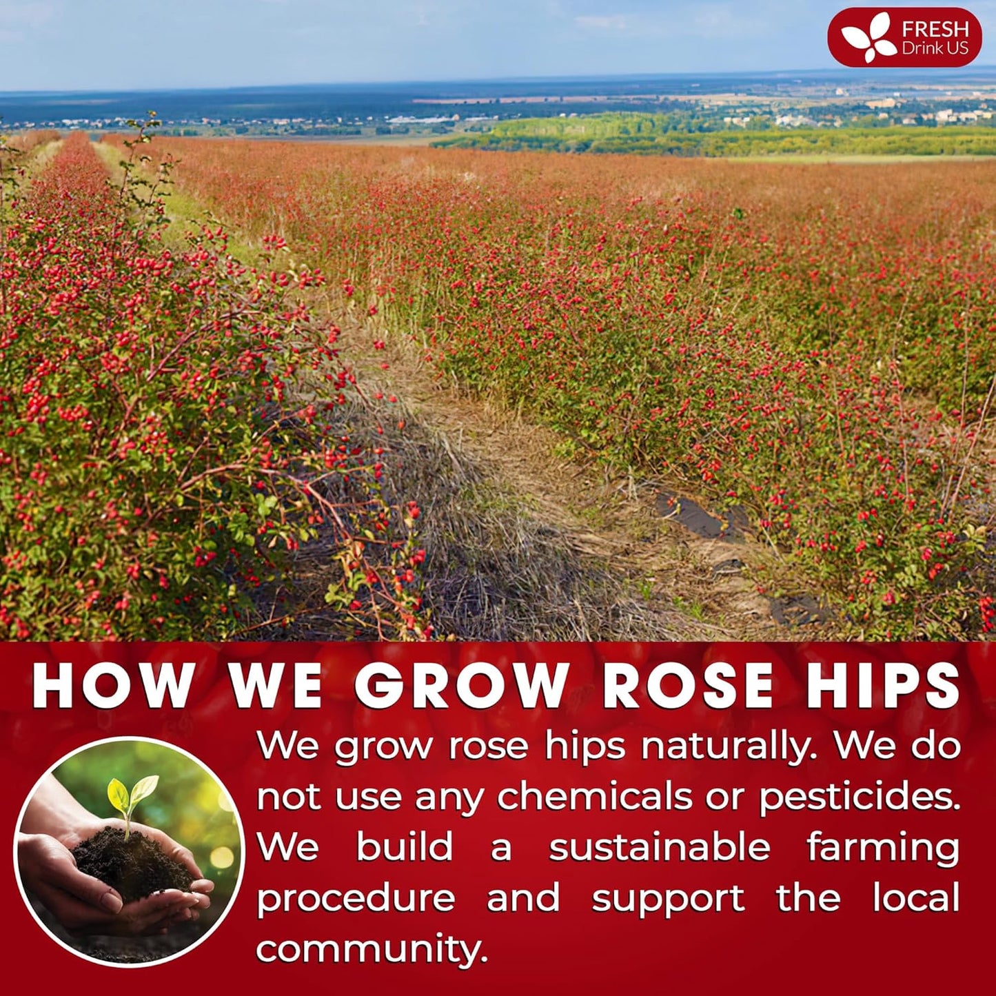 FreshDrinkUS, Premium 30 Rosehip Tea Bags, 100% Natural & Pure from Rose Hip Fruits. Loose Rosehip Herbal Tea. Made with Natural Material Tea Bags. No Sugar, No Caffeine, No Gluten, Vegan.