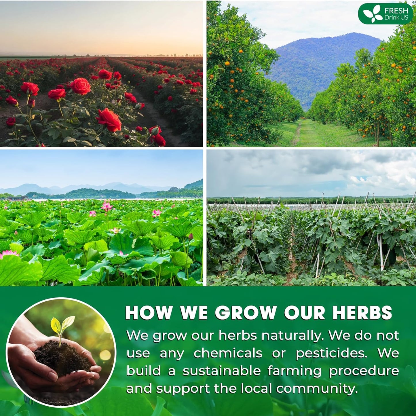 FRESHDRINKUS, 30 Packs of Oil Reducing Tea, Oil Cleansing for Liver, 10 Herbal Ingredients, Traditional Recipe Tea for Liver, 100% Natural, Easy Brewing, Steep Repeatedly (30 Packs)